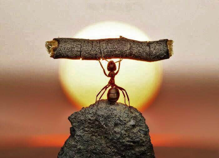 Mrówka trzyma kawałek gałązki.