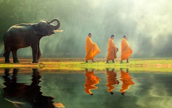 słoń podążający za mnichami