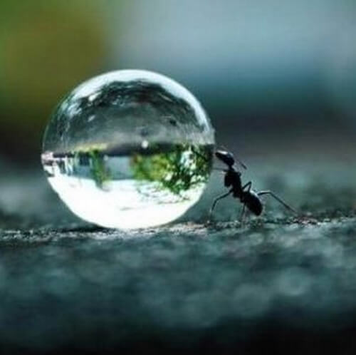 Wytrwałość stanowi pożywienie dla marzeń