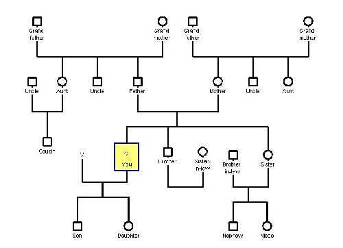 Drzewo genealogiczne