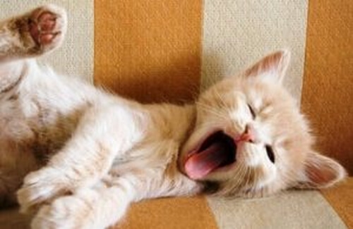 Ziewanie - czy wiesz co może ono oznaczać?