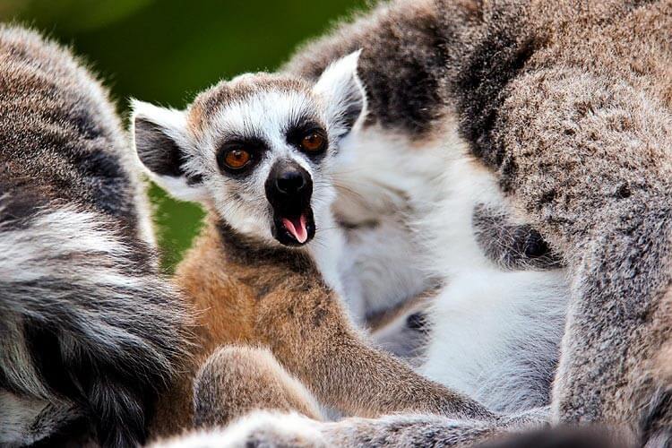 Ziewający lemur