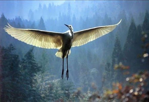 Żuraw i starzec - poruszająca historia