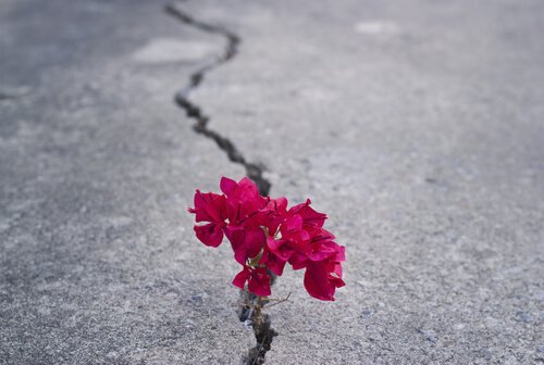 Kwiatek wyrastający z betonu.