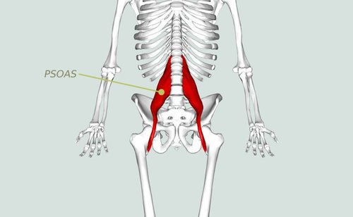 Psoas - umiejscowienie