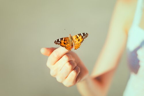 Motyl siedzący na dłoni.