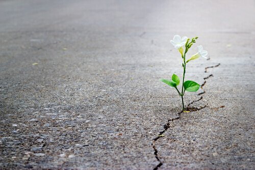Kwiat wyrastający z betonowej szczeliny.