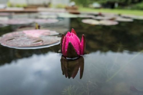 Kwiat na wodzie