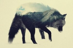 Wilk stepowy – niesamowite dzieło H. Hesse