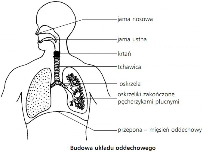 budowa układu oddechowego