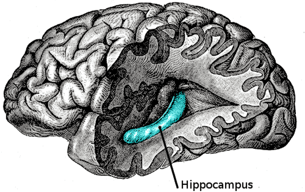 Hipokamp