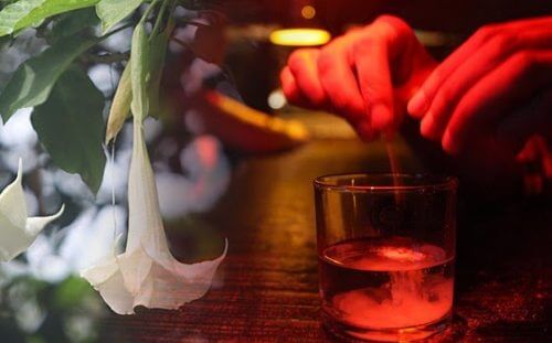 Skopolamina lub "Diabelski oddech" - lek, który odbiera Ci wolną wolę