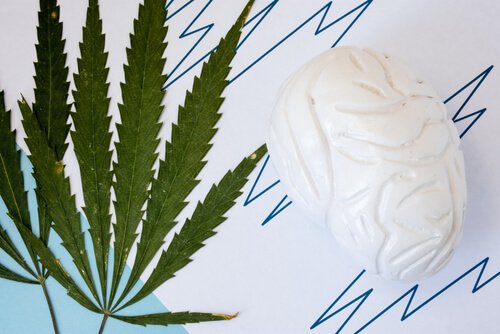 Zażywanie marihuany – mity i prawdy na ten temat