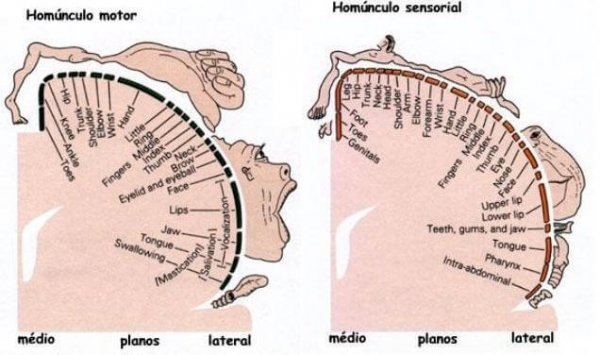 Homunkulus motoryczny i sensoryczny.