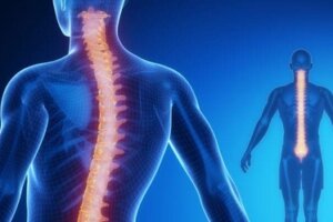 Rdzeń kręgowy: anatomia i fizjologia