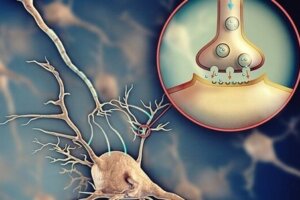 Acetylocholina – niezwykle istotny neuroprzekaźnik
