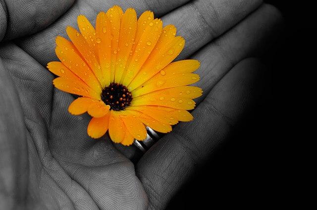 ręka z kwiatem