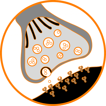 szczelina synaptyczna i synapsy