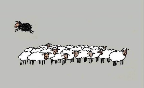 Czarna owca skacząca nad białymi