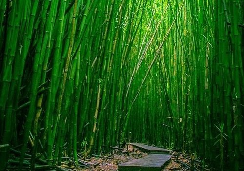 Bambusowy las