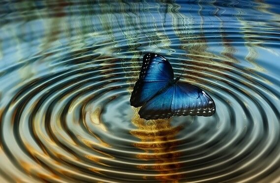 motyl na wodzie