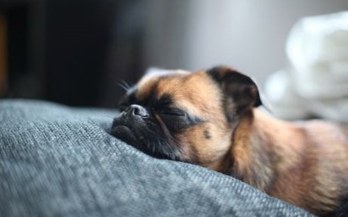 Śpiący pies - faza REM