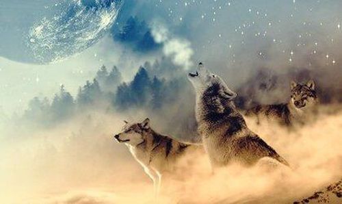 Wilcza medycyna według rdzennych Amerykanów