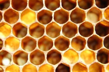 Trypofobia - objawy, przyczyny i leczenie