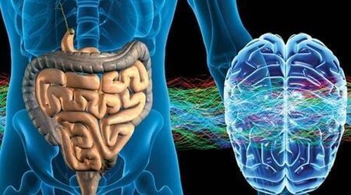 Jelitowy układ nerwowy: drugi mózg człowieka