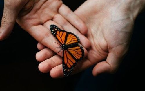 Motyl w dłoniach
