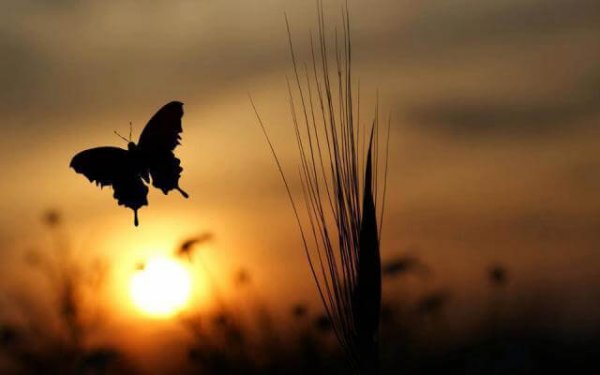 Motyl i zachód słońca