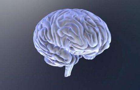 Mózg człowieka