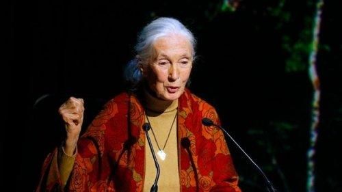 Jane Goodall na konferencji