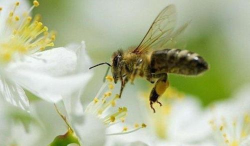 Czego możemy nauczyć się od pszczół