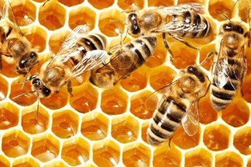 Czego możemy nauczyć się od pszczół - 2
