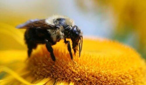 Czego możemy nauczyć się od pszczół - 3