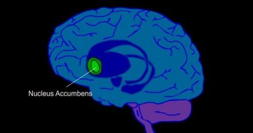 jądro pólleżące w mózgu człowieka