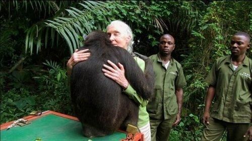 Jane Goodall w uścisku z gorylem