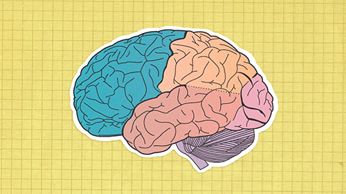 Mózg i płaty mózgowe