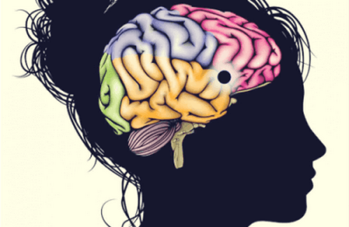 Płaty mózgowe - ich najważniejsze cechy i funkcje