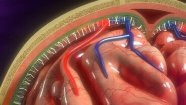 Opony mózgowo-rdzeniowe: poznaj ich podstawową strukturę i funkcje