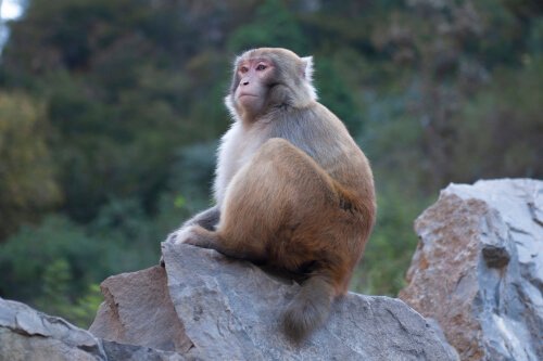 Siedząca małpa
