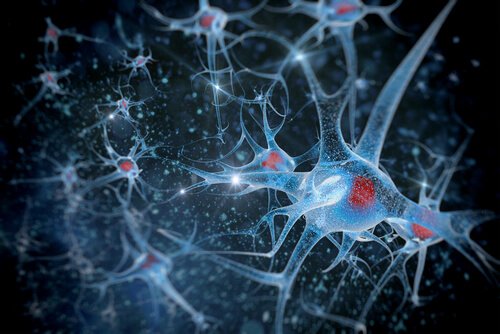 Biopsychologia a neurony