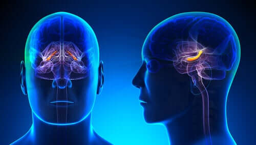 Hipokamp: poznaj podstawową strukturę i funkcje tego obszaru mózgu