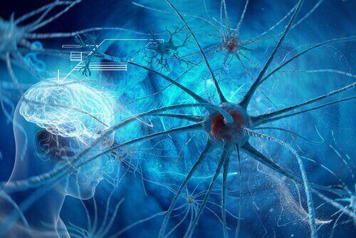 Neurony w ludzkim mózgu