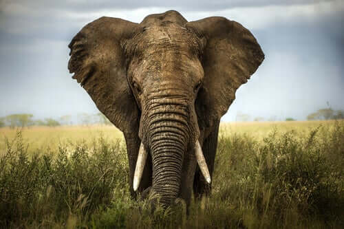 Słoń i sześciu niewidomych mędrców - poznaj ciekawą przypowieść z przesłaniem