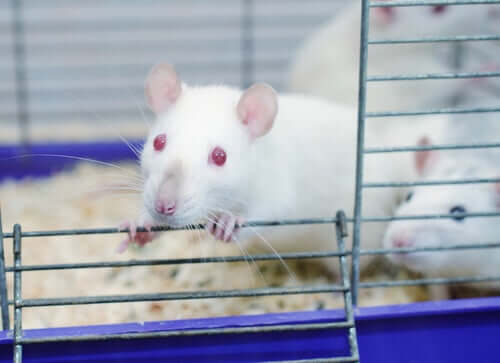 Niesamowity eksperyment w parku szczurów - dowiedz się o nim czegoś więcej!