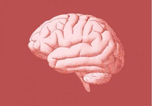 Rysunek mózgu