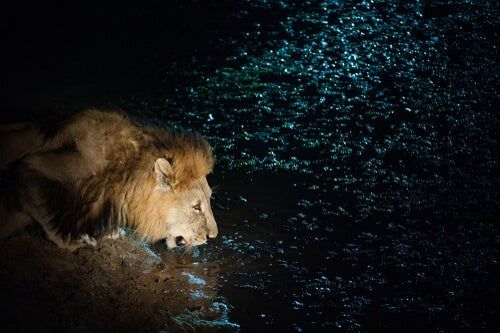 Lew pijący wodę