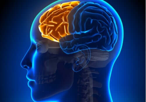 Zaburzenia funkcji wykonawczych - przyczyny i objawy